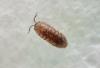 Armadillidium sp.